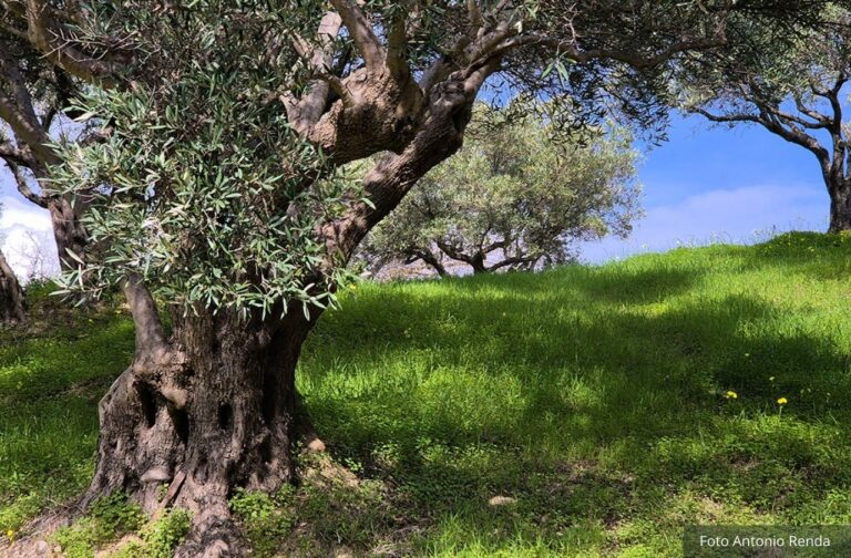 ulivi secolari nei pressi del Santuario Madonna della Rocca 2